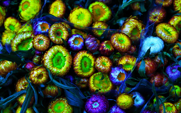  Illuminate Flowers