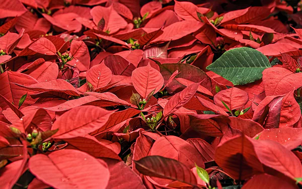 leaf nature poinsettia HD Desktop Wallpaper | Background Image