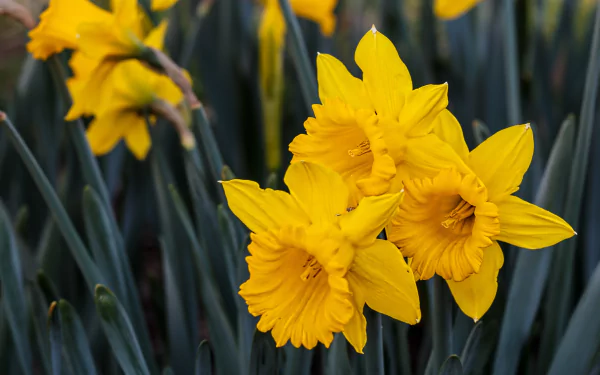 Bright yellow daffodil flowers in full bloom amidst green foliage, captured in vivid 4K Ultra HD as a nature-inspired PC desktop wallpaper and background.