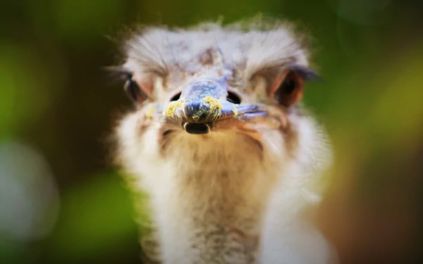  Serious Ostrich