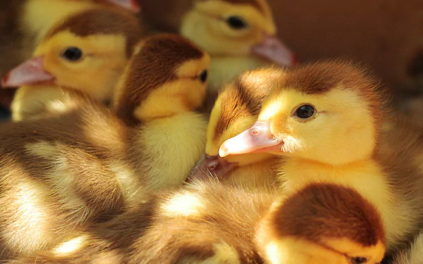baby animal duckling bird Animal duck HD Desktop Wallpaper | Background Image