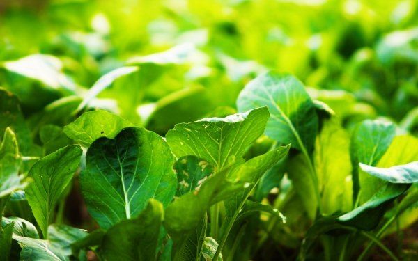 Earth Plant Green Sunny Spinach HD Wallpaper | Background Image