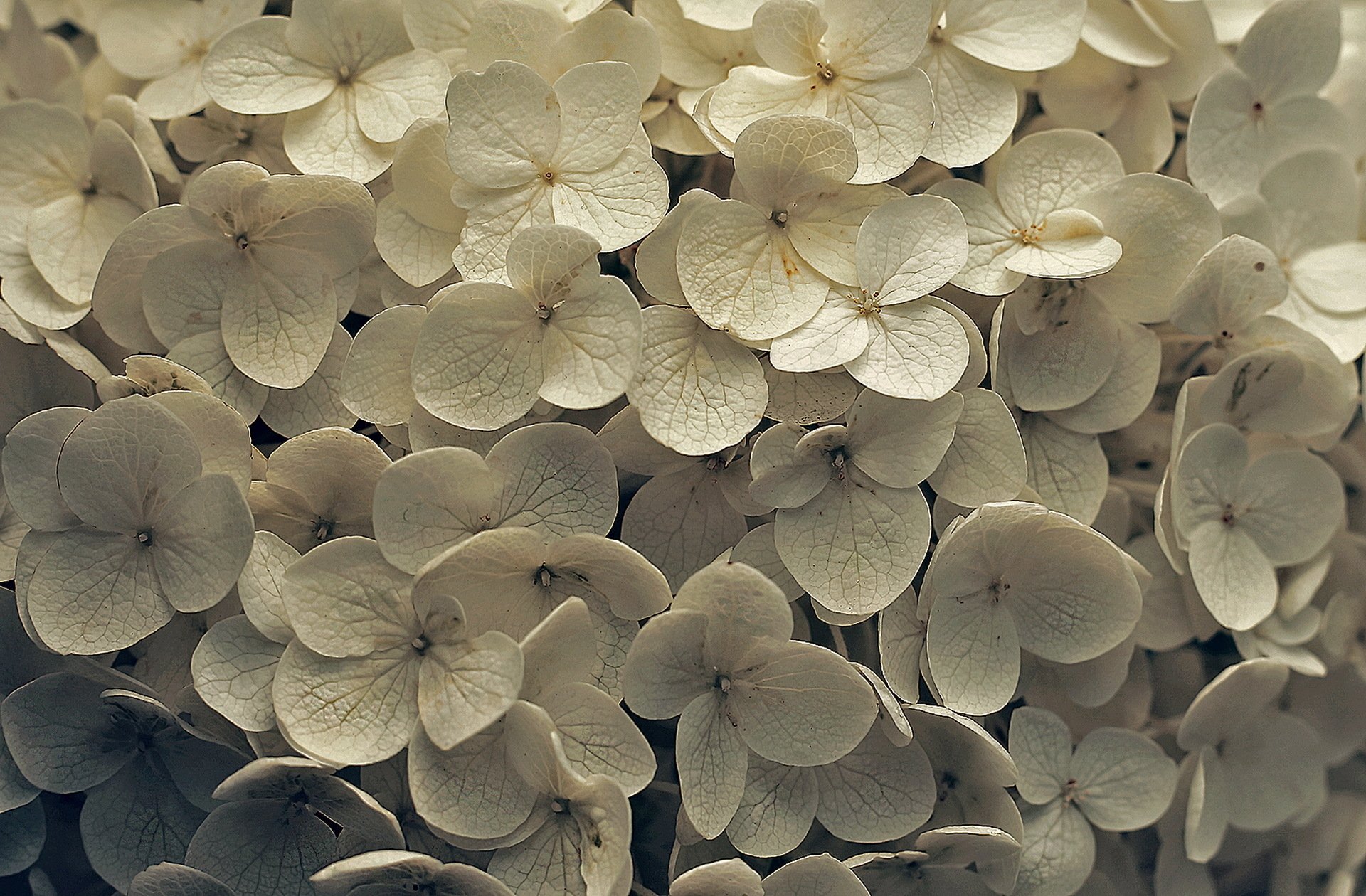 Close-up of delicate white hydrangea flowers in nature, captured in high definition, creating a serene and detailed desktop wallpaper background.