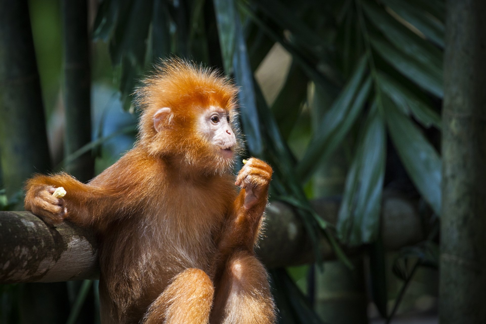 The Javan lutung ebony lutung or Javan langur is an Old 