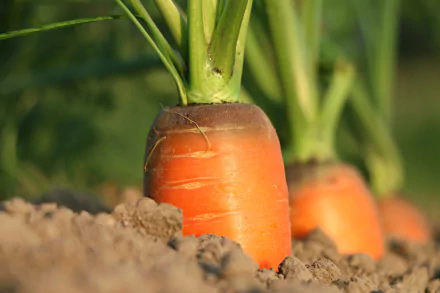 Close-up HD desktop wallpaper of fresh carrots growing in soil with green leafy tops, highlighting vibrant orange vegetable details in natural light.