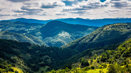 Bosnia tree forest hill nature landscape HD Desktop Wallpaper | Background Image