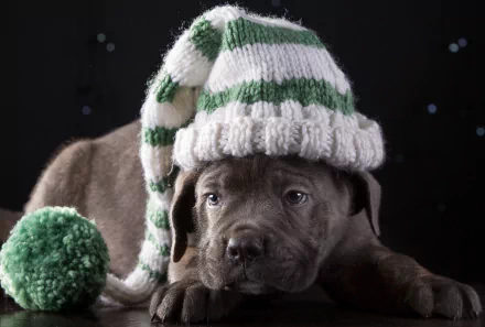 dog baby animal puppy Animal Cane Corso HD Desktop Wallpaper | Background Image