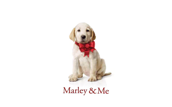 Marley & Me movie HD PC wallpaper: a Labrador Retriever puppy wearing a red bow, sitting on a white background.