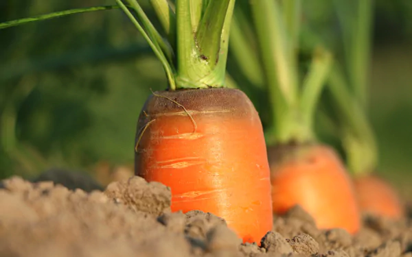 Close-up HD desktop wallpaper of fresh carrots growing in soil with green leafy tops, highlighting vibrant orange vegetable details in natural light.
