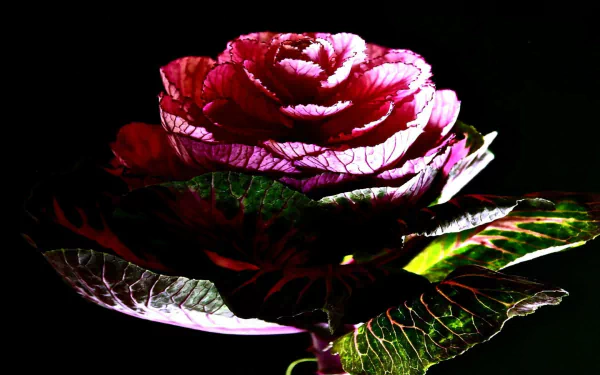 Closeup of an ornamental red cabbage