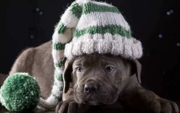 Cane Corso puppy (dog, baby animal) wearing a green-and-white knit hat with pom-pom on a dark backdrop — 2K Quad HD PC desktop wallpaper background.
