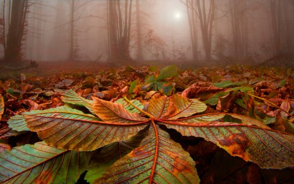 Earth Leaf Nature Close-Up Forest Fog Fall HD Wallpaper | Background Image