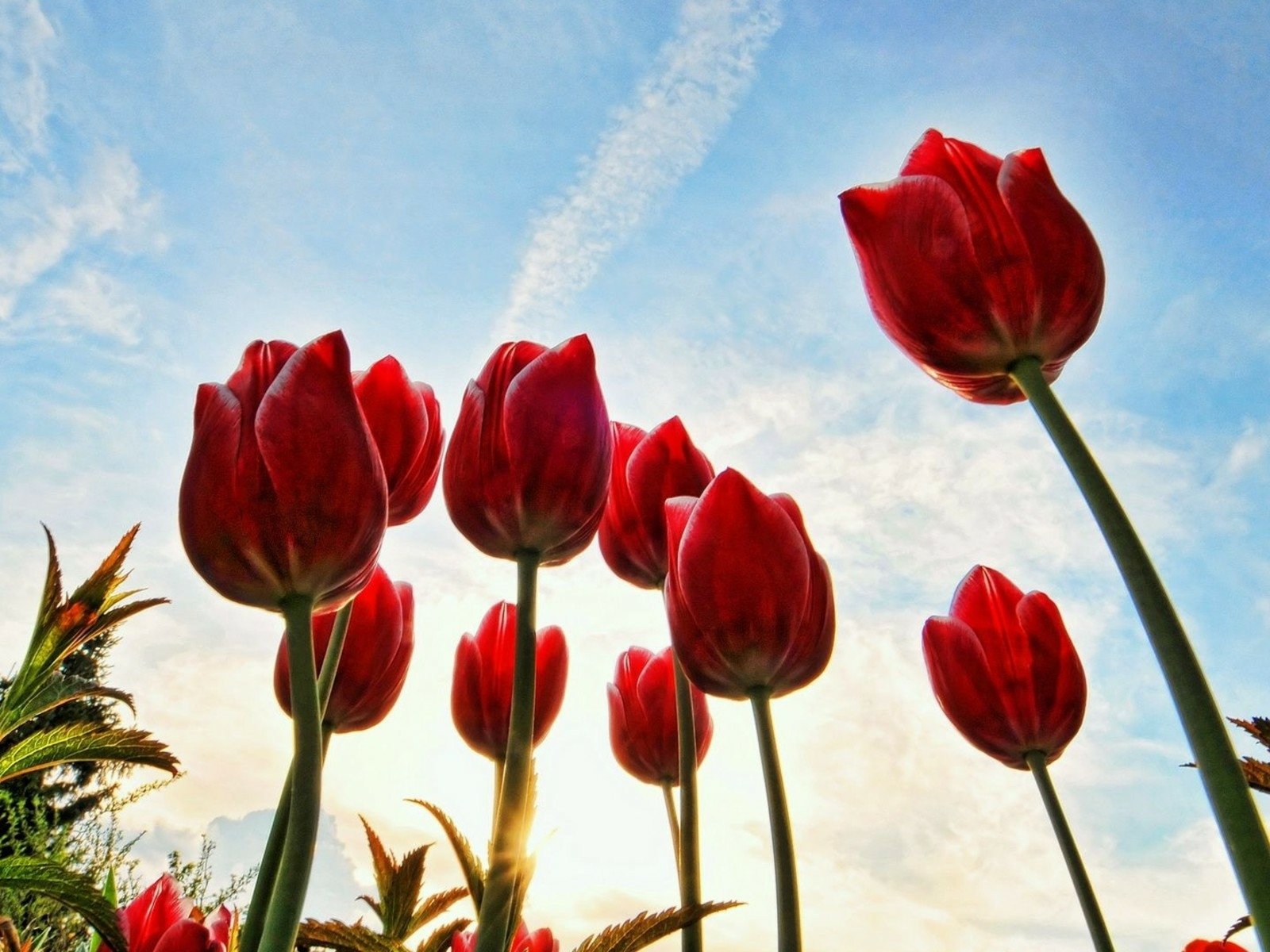 Download Red Flower Flower Close-up Nature Tulip Wallpaper