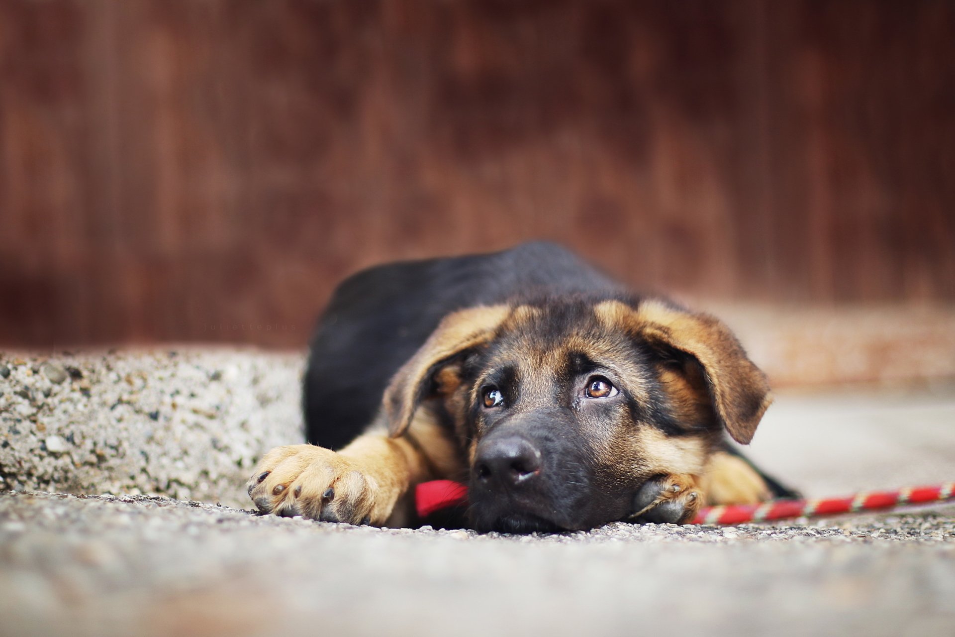 HD desktop wallpaper of a German Shepherd puppy lying down with its muzzle resting on the ground, showcasing a calm and attentive expression.