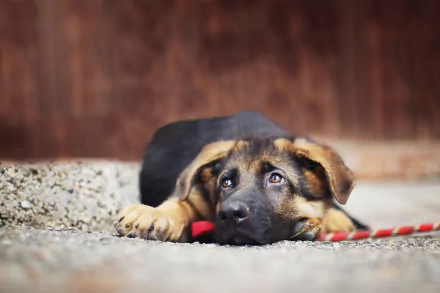 HD desktop wallpaper of a German Shepherd puppy lying down with its muzzle resting on the ground, showcasing a calm and attentive expression.