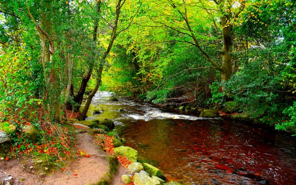 Mountain Stream In Autumn Hd Wallpaper Background Image 1920x1200