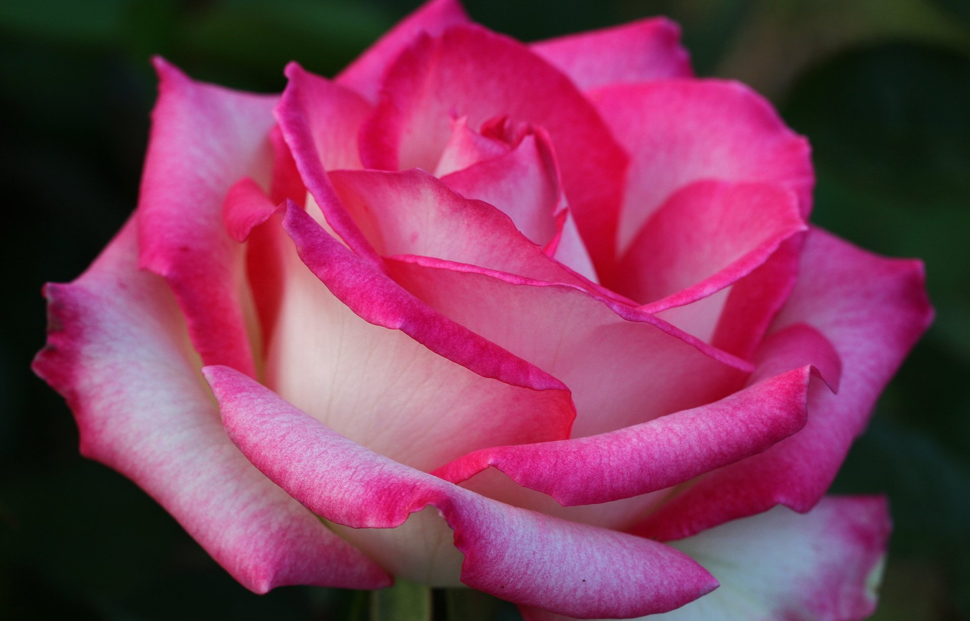 Flora розовый