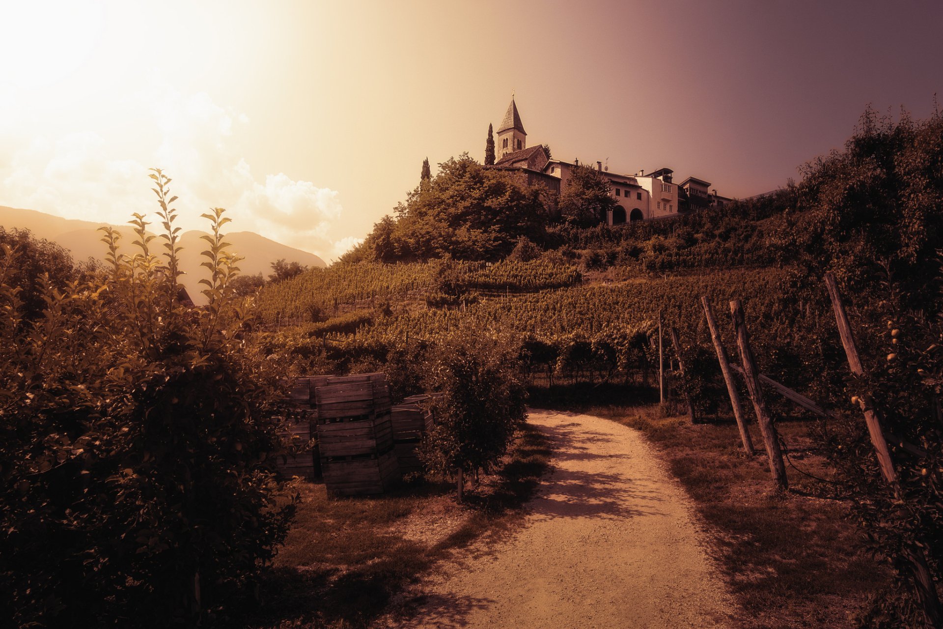 Download Man Made Vineyard HD Wallpaper