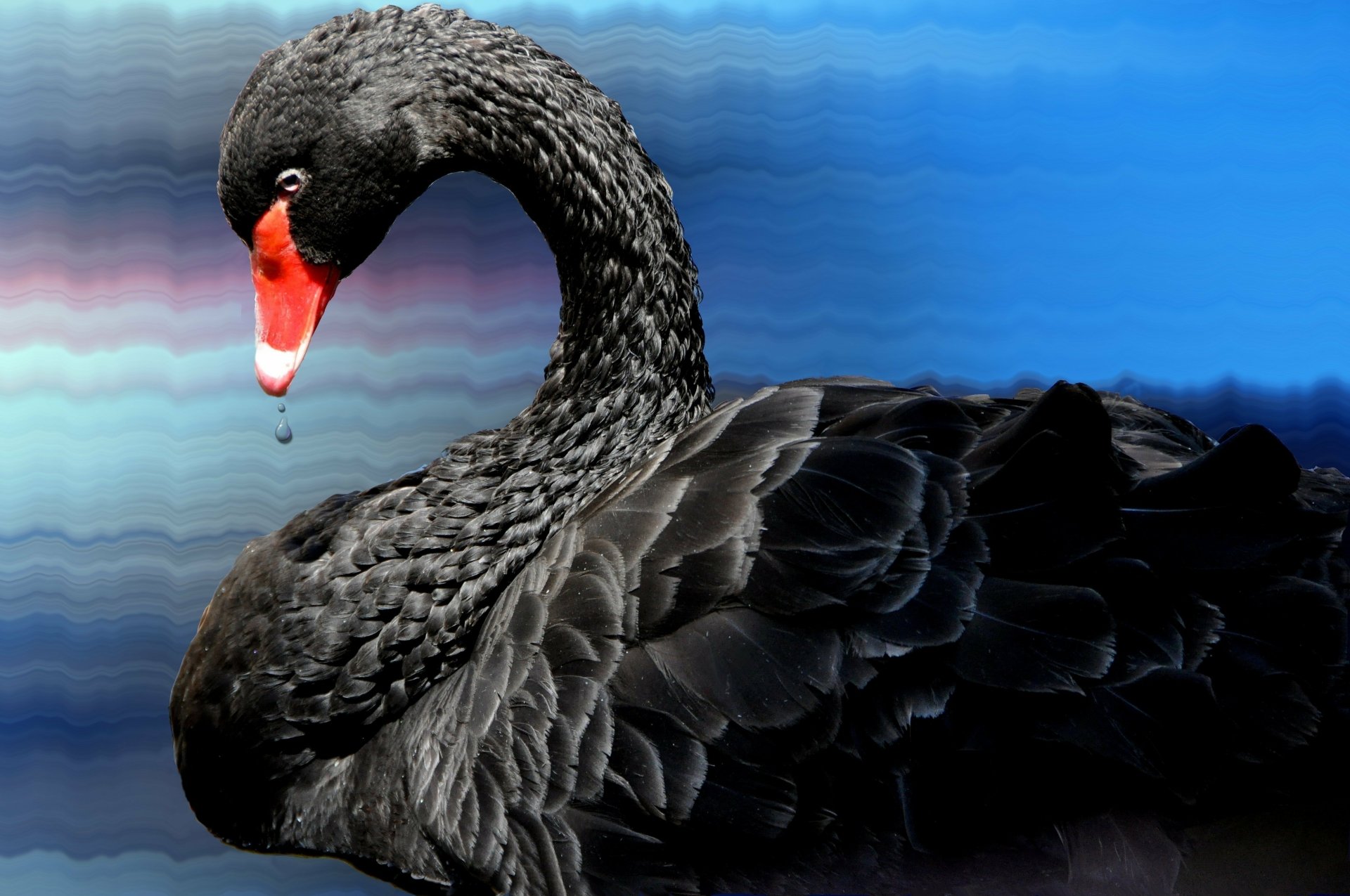 Download Swan Bird Animal Black Swan 4k Ultra HD Wallpaper