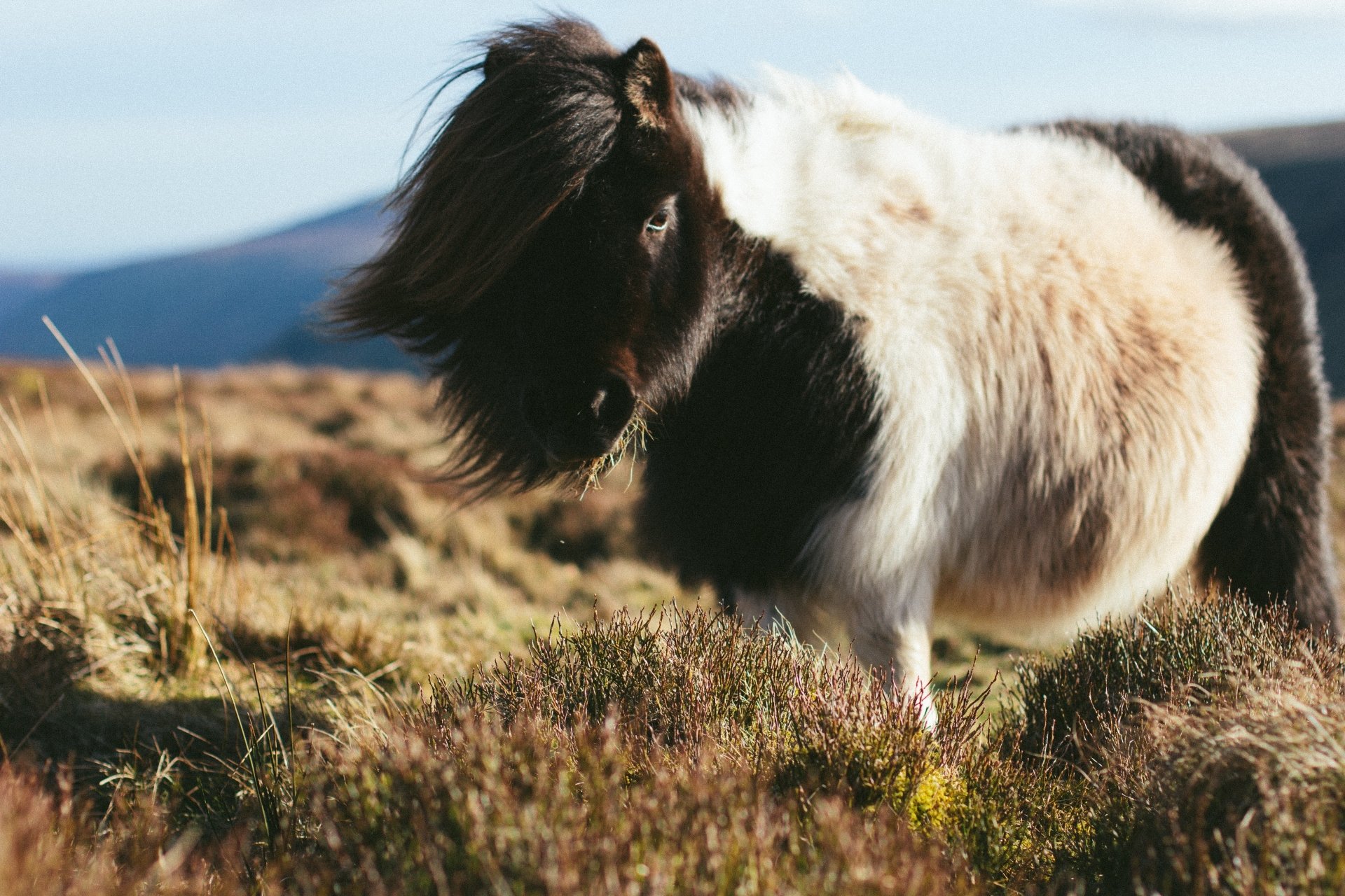 A black and white pony standing on grass in a natural landscape, captured in 4K Ultra HD for a PC desktop wallpaper background.
