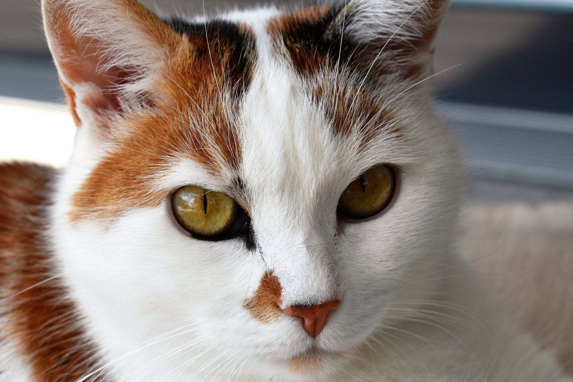 Close-up of a cat's muzzle showing detailed fur and golden eyes, captured in 4K Ultra HD for a vivid PC desktop wallpaper background.