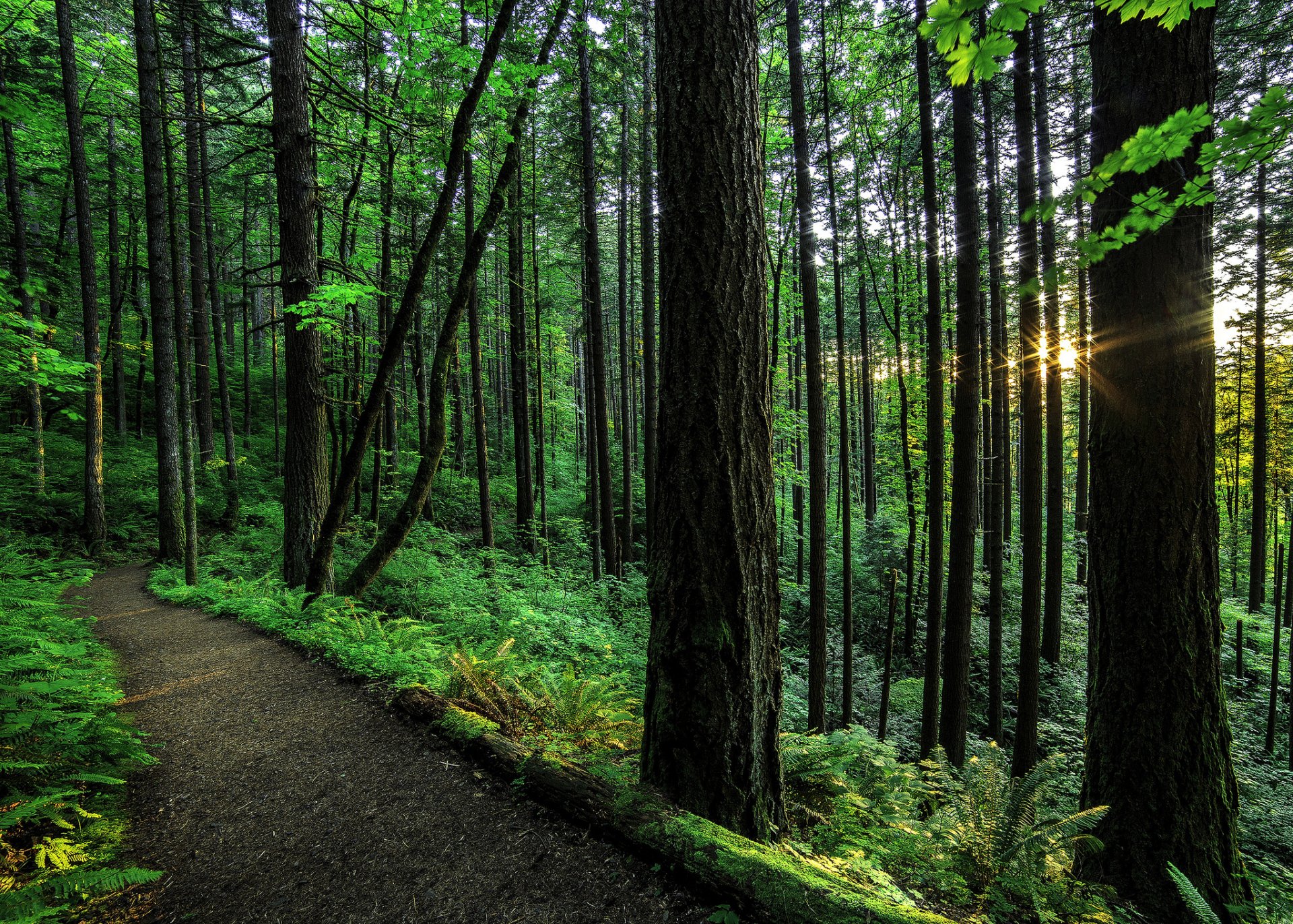 Forest Path