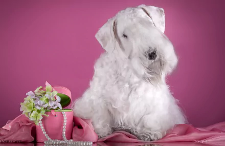 flower pink necklace dog terrier Animal Sealyham Terrier HD Desktop Wallpaper | Background Image