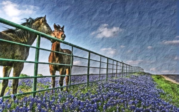 Animal Horse Painting Fence Flower Purple Flower HD Wallpaper | Background Image