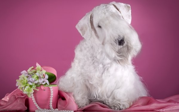 Animal Sealyham Terrier Dogs Terrier Dog Necklace Pink Flower HD Wallpaper | Background Image