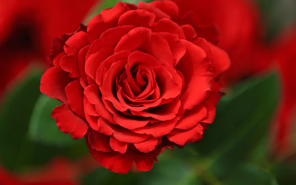 Close-up of a vibrant red rose bud with lush green leaves, captured in 4K Ultra HD, showcasing intricate natural details in high resolution.