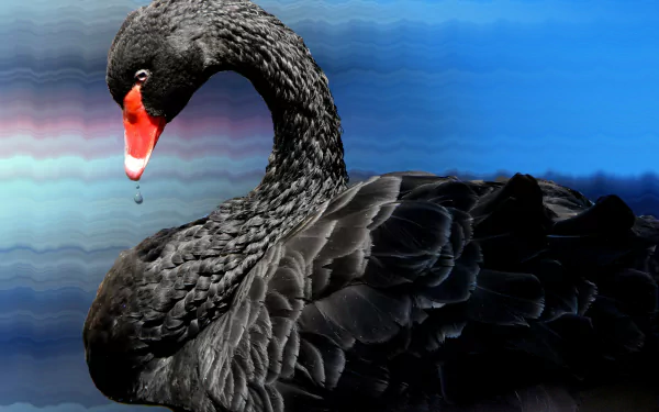 swan bird Animal black swan HD Desktop Wallpaper | Background Image