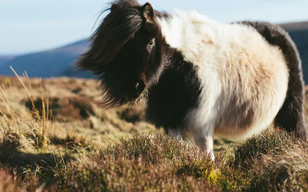 grass pony Animal horse HD Desktop Wallpaper | Background Image