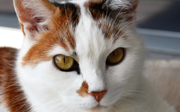 Close-up of a cat's muzzle showing detailed fur and golden eyes, captured in 4K Ultra HD for a vivid PC desktop wallpaper background.