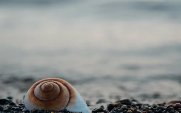 stone nature shell HD Desktop Wallpaper | Background Image