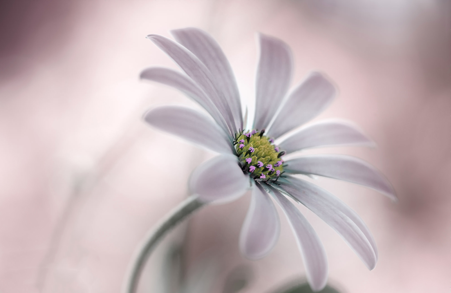Download White Flower Nature Flower Daisy HD Wallpaper by Mandy Disher