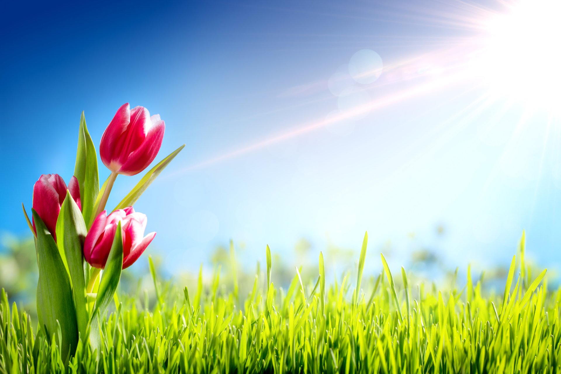 Bright sunbeam shines over vibrant pink tulips and fresh green grass in a sunny nature scene, captured in stunning 4K Ultra HD quality.