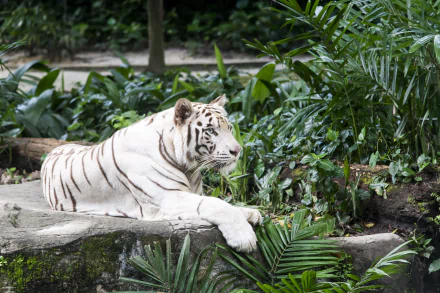 A serene white tiger lies down amidst lush greenery at a zoo, showcasing its striking appearance in this captivating 4K Ultra HD desktop wallpaper.