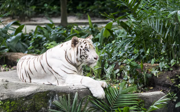 A serene white tiger lies down amidst lush greenery at a zoo, showcasing its striking appearance in this captivating 4K Ultra HD desktop wallpaper.