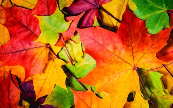 Earth Leaf Fall Maple Leaf Colors HD Wallpaper | Background Image