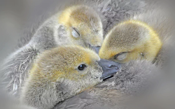 baby animal duckling Animal duck HD Desktop Wallpaper | Background Image