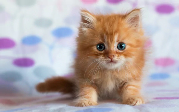 Fluffy orange kitten with bright blue eyes sits curiously against a soft, colorful background. This HD image makes a charming desktop wallpaper.