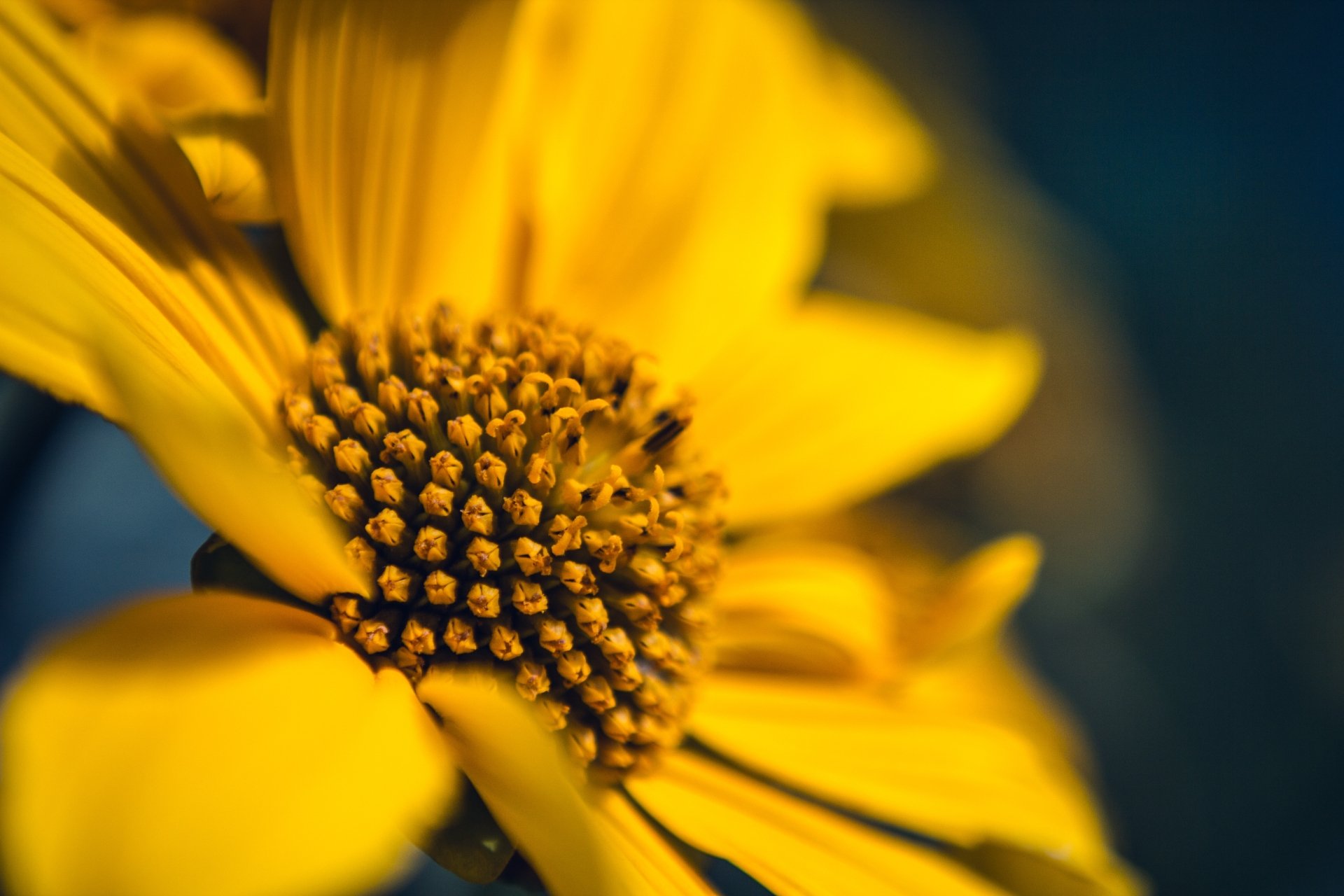 Macro close-up of a yellow flower's center and petals, vivid nature detail — 5K Ultra HD PC desktop wallpaper and background.