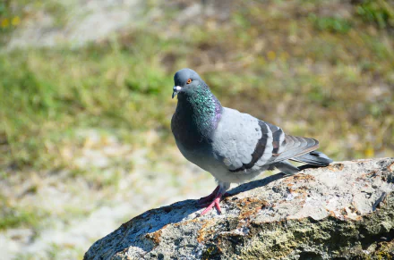 A sharply detailed pigeon perched on a rock with a softly blurred bokeh background, captured in stunning 4K Ultra HD quality.