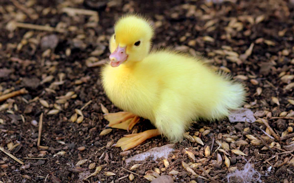 bird baby animal duckling Animal duck HD Desktop Wallpaper | Background Image