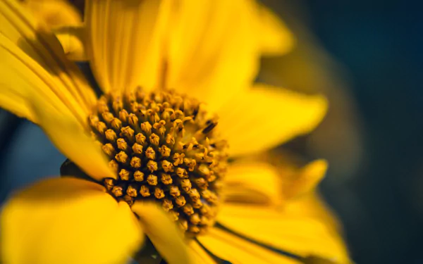 Macro close-up of a yellow flower's center and petals, vivid nature detail — 5K Ultra HD PC desktop wallpaper and background.