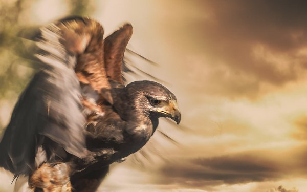 Animal Eagle Birds Eagles Bird HD Wallpaper | Background Image