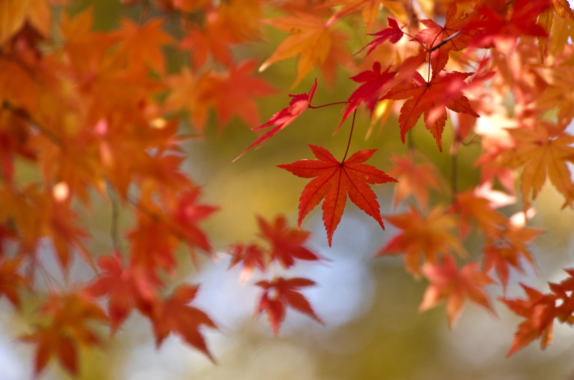 HD desktop wallpaper featuring a vibrant red maple leaf in sharp focus against a blurred background of fall foliage in nature.