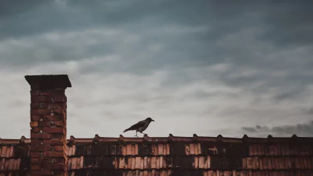 Magpie perched on a weathered rooftop against a moody sky — 4K Ultra HD PC desktop wallpaper background; bird, animal.