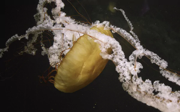 Animal jellyfish HD Desktop Wallpaper | Background Image