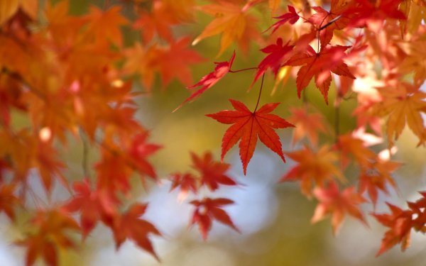 Earth Leaf Maple Leaf Fall Nature Blur HD Wallpaper | Background Image